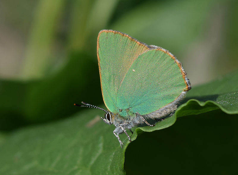 Callophrys rubi, Lycaenidae